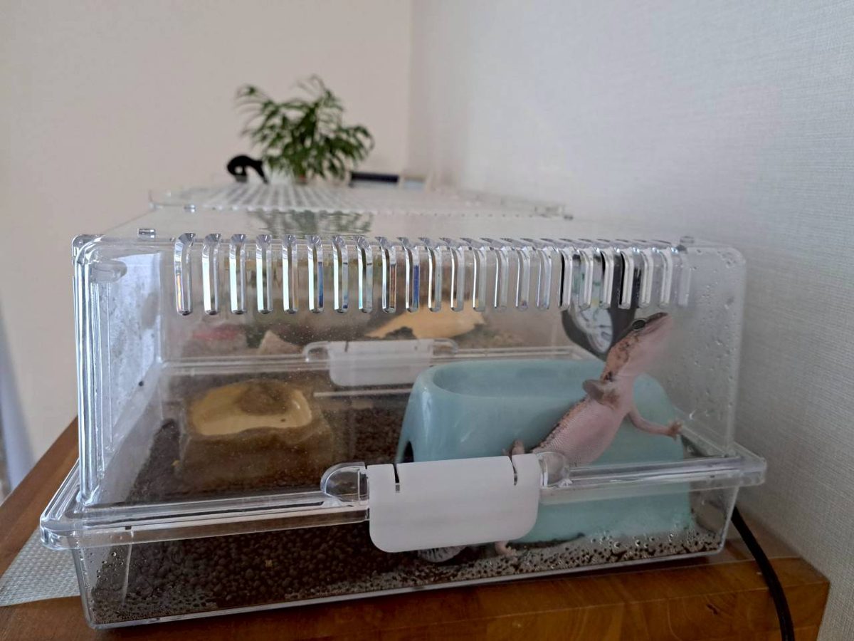 Acrylic gecko enclosure seen from outside, with a white latch on the long side, vent slits on top, and the gecko climbing onto his hide