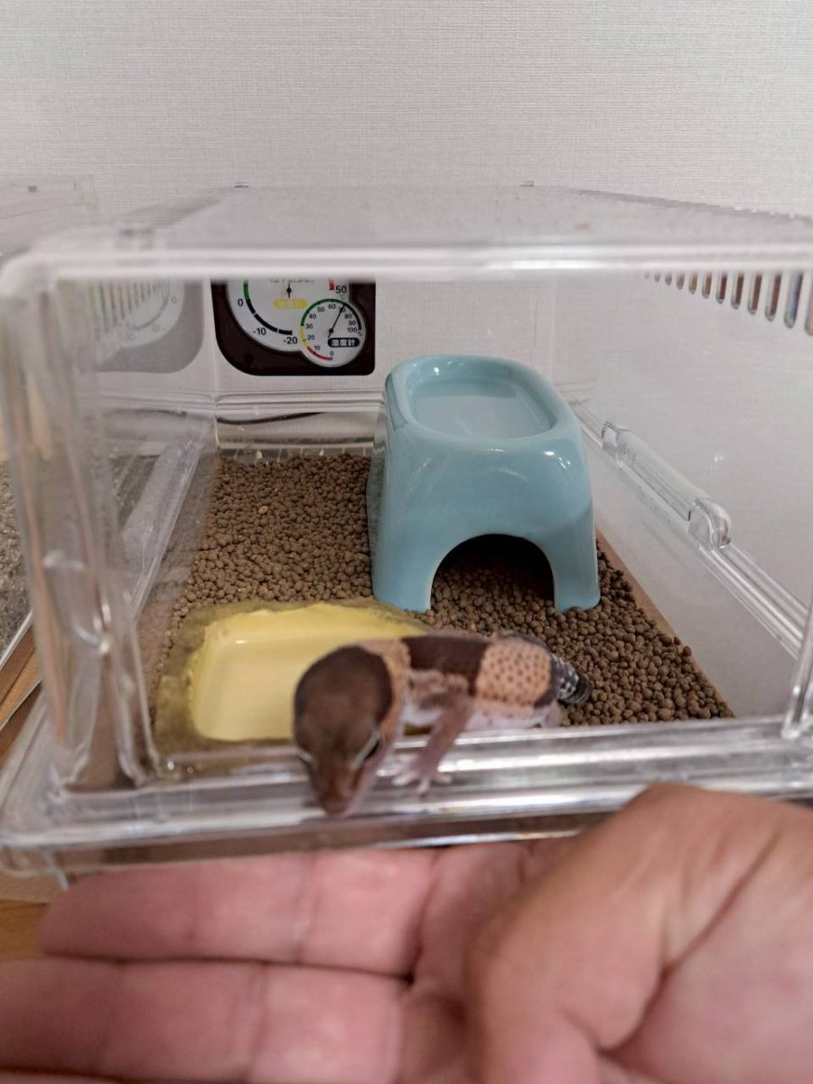 Full view of the enclosure: soil substrate, light-blue moist hide, yellow water dish, thermometer on the back wall