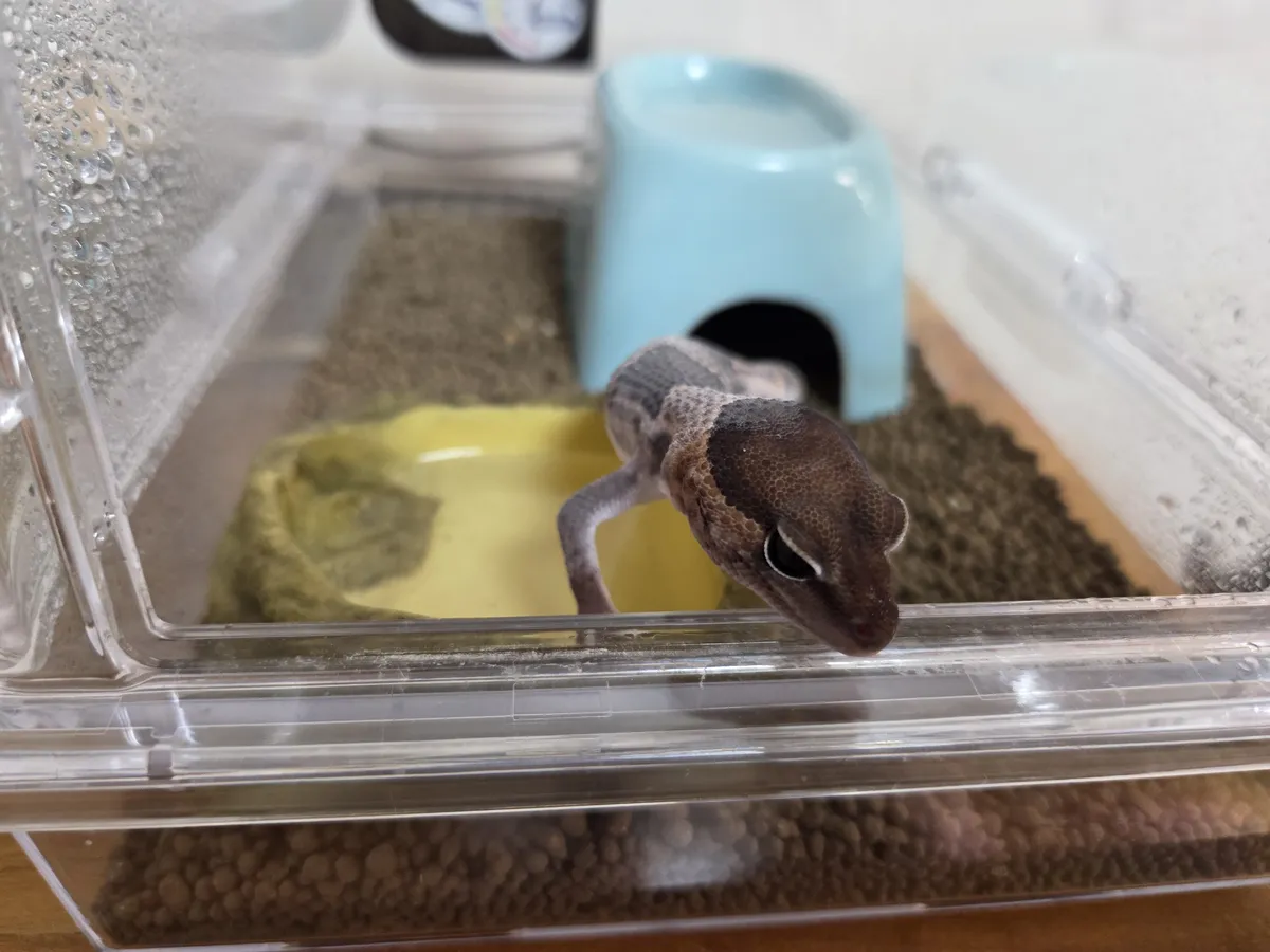 African fat-tailed gecko in pre-shed, body whitish with the skin lifting