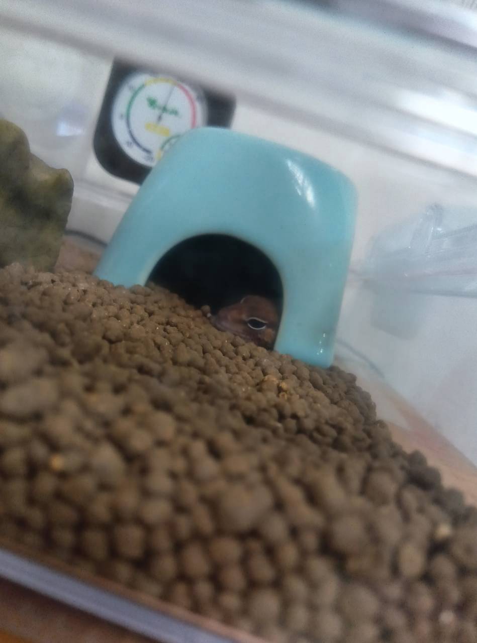 African fat-tailed gecko peeking out from behind a mound of dug-up soil