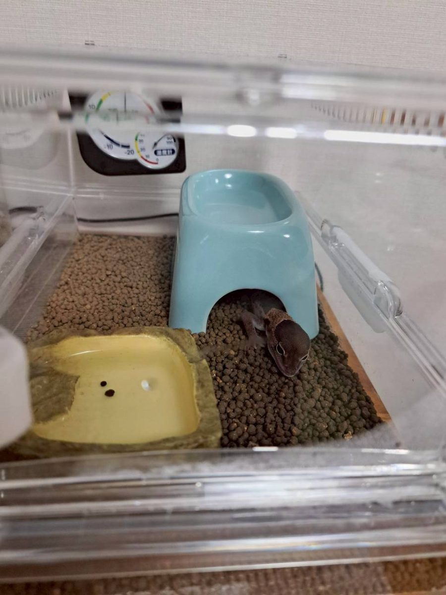 The small door on the end of the enclosure open, with the gecko in front of his hide