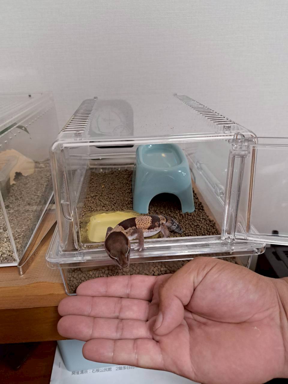 African fat-tailed gecko leaning out of its open enclosure door