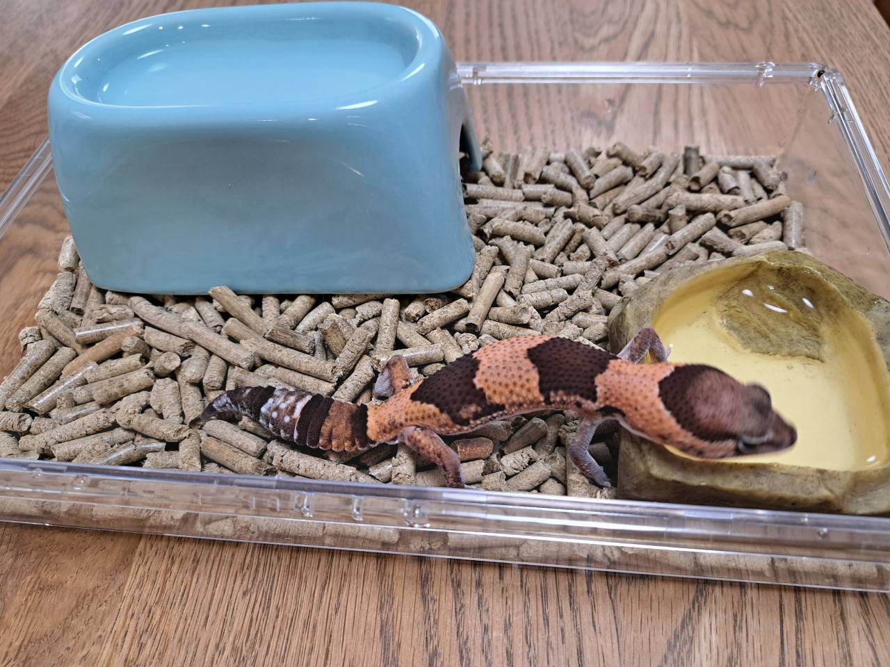 African fat-tailed gecko with its head in the water dish, drinking
