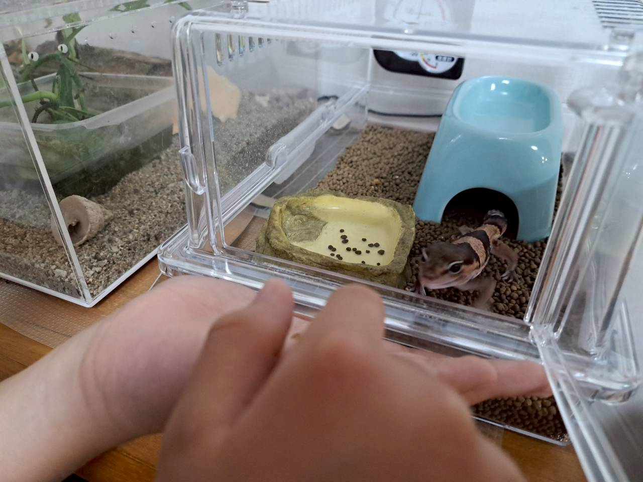 Offering rehydrated gecko diet on an open palm to an African fat-tailed gecko