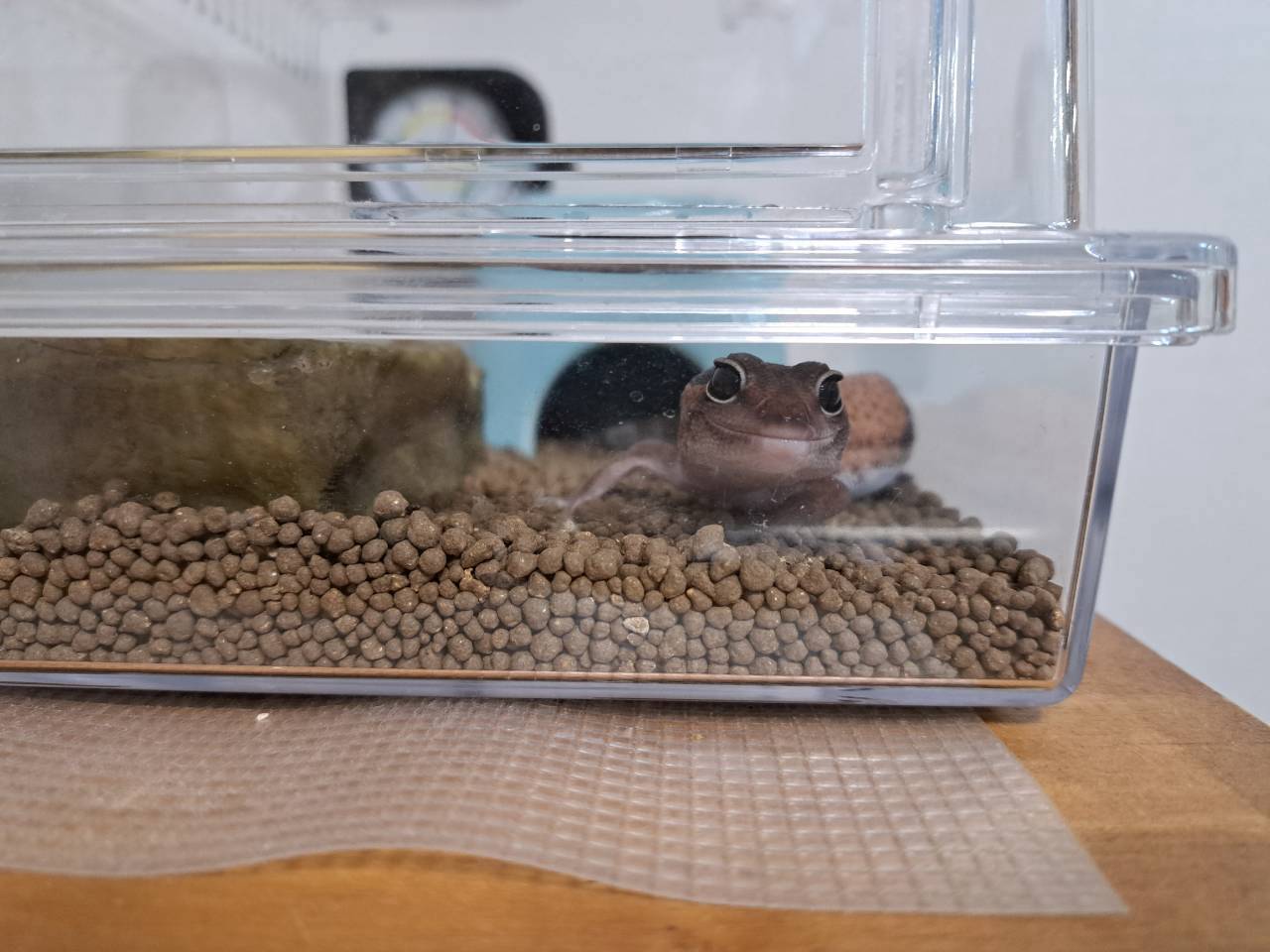 Ohagi, an African fat-tailed gecko, looking at the camera