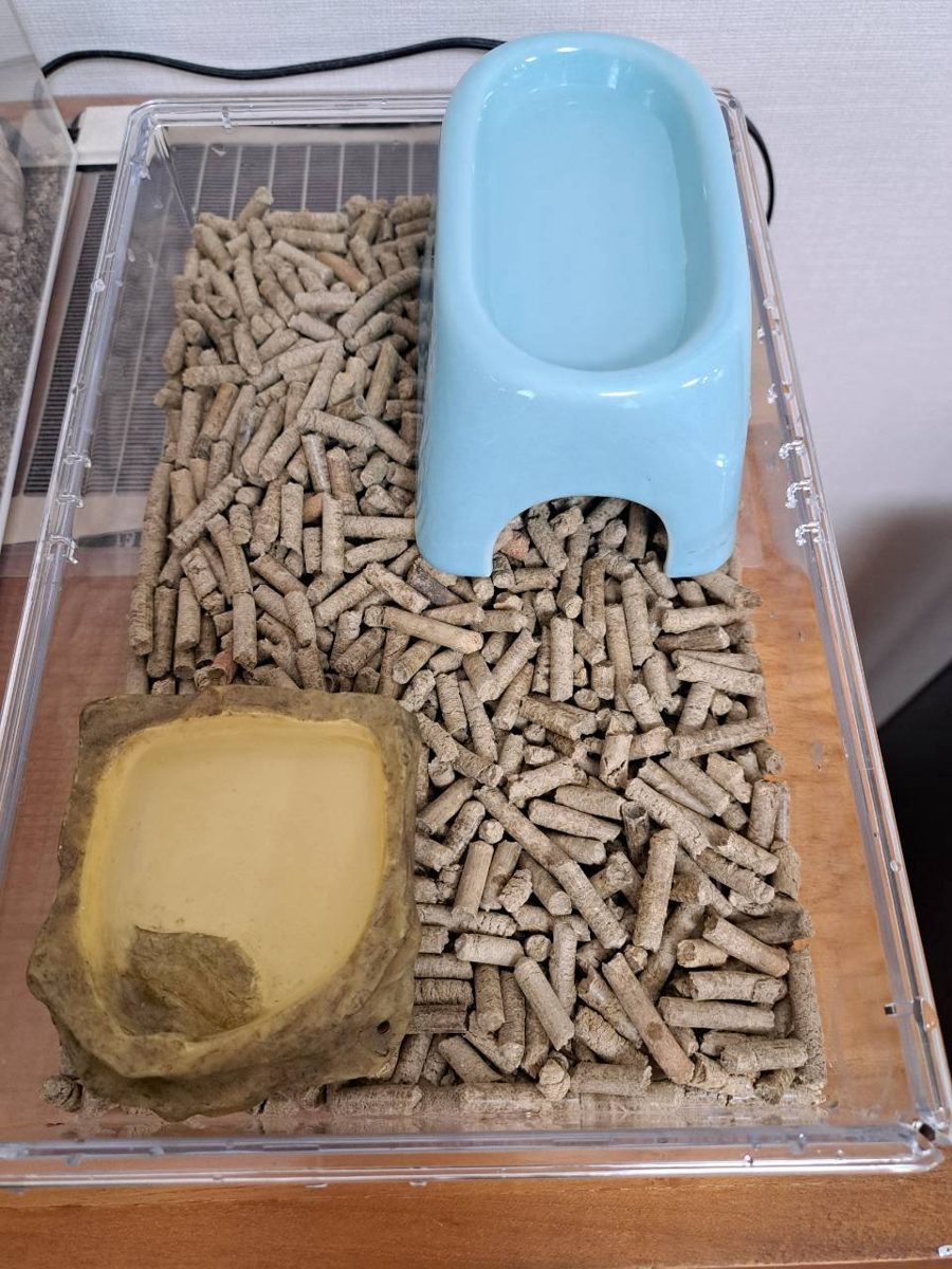 Top-down view of the enclosure layout with the gecko hidden, showing hide and water dish placement