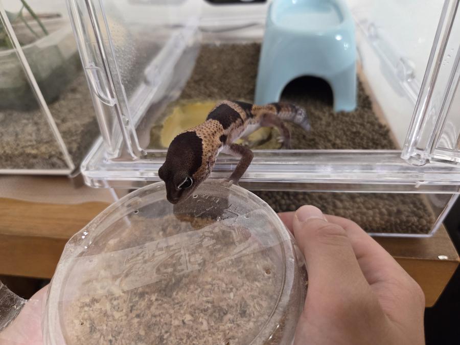 African fat-tailed gecko leaning out of its open enclosure door toward a cup of mealworms