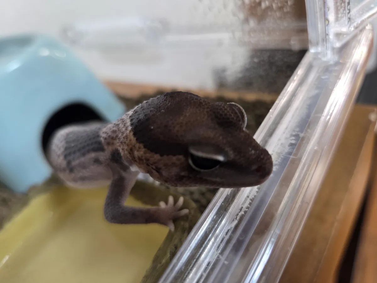African fat-tailed gecko in pre-shed: head still dark brown, body whitish from the neck down