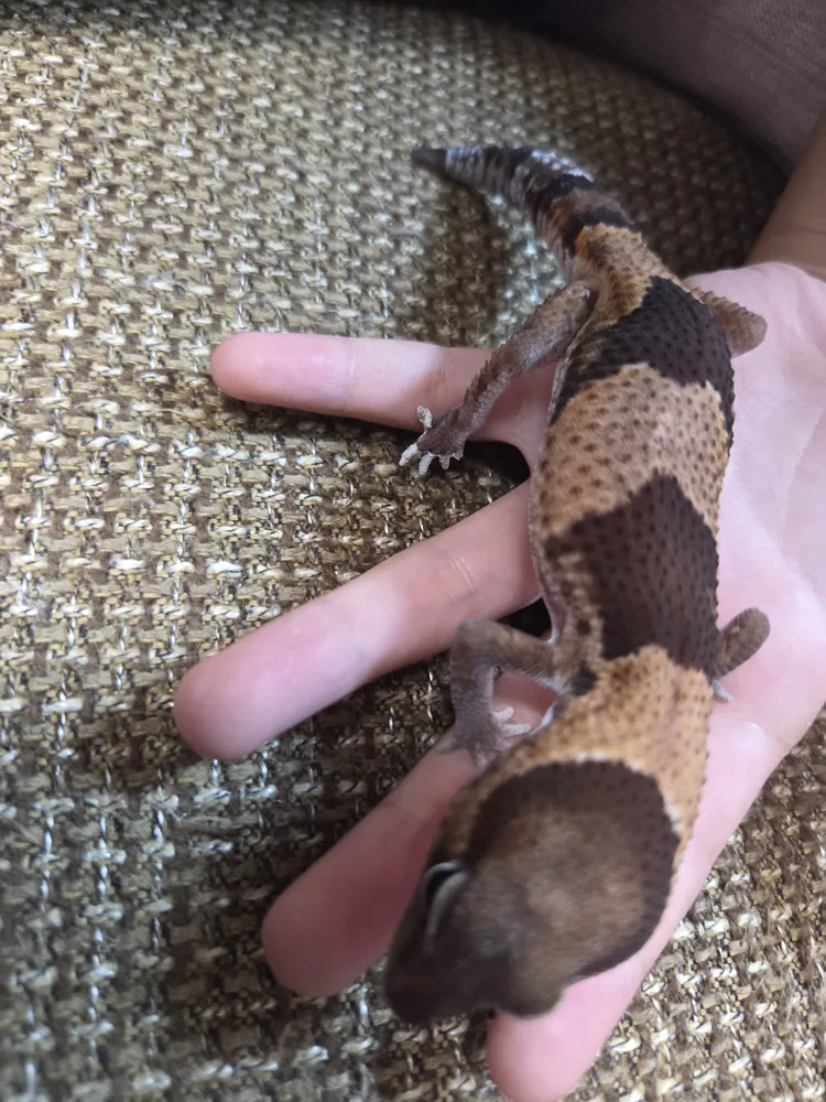 African fat-tailed gecko after a completed shed, showing crisp band pattern