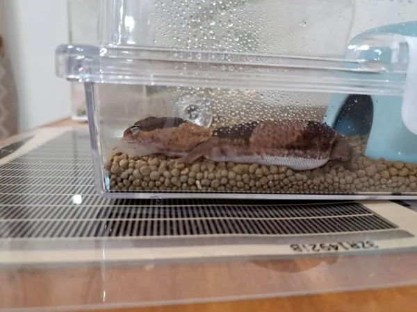 African fat-tailed gecko resting above the under-tank heat mat