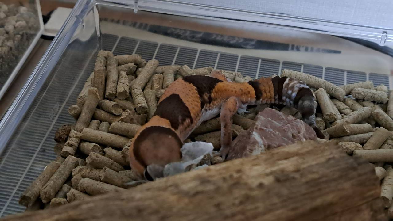 African fat-tailed gecko right after shedding, colors vivid