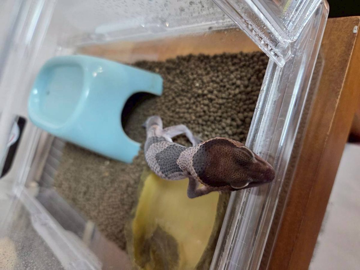 Fat-tailed gecko looking whitish all over before a shed