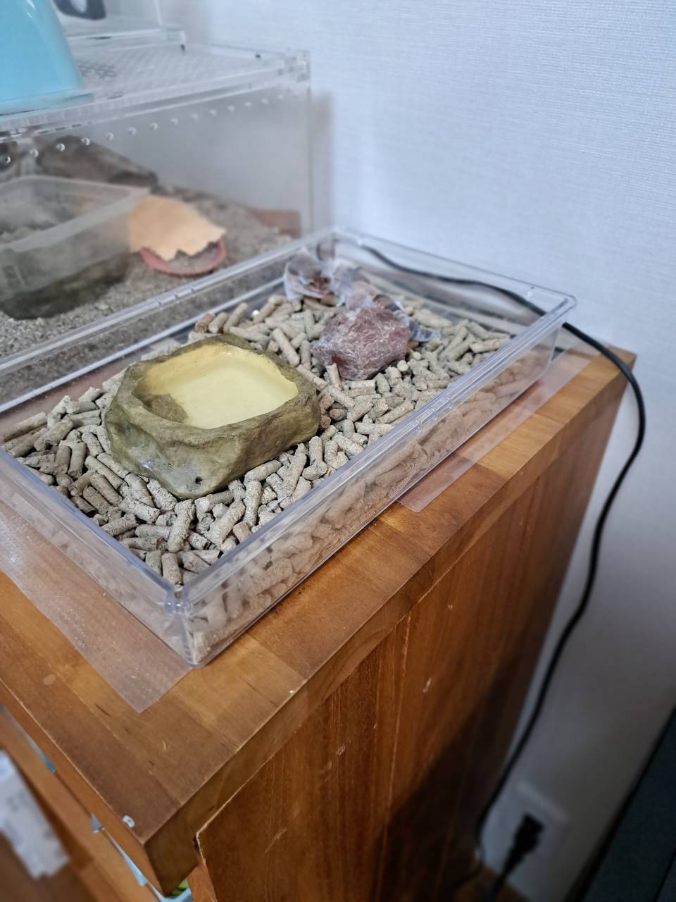 Simple first enclosure setup for a new fat-tailed gecko