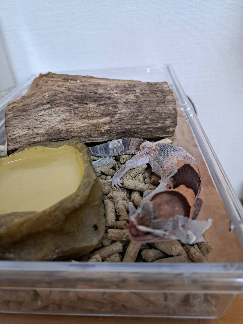 African fat-tailed gecko eating its shed skin