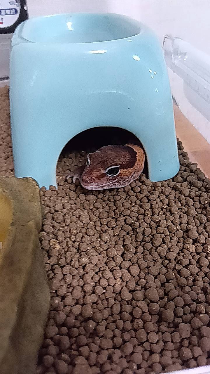 Ohagi peeking out of his moist hide