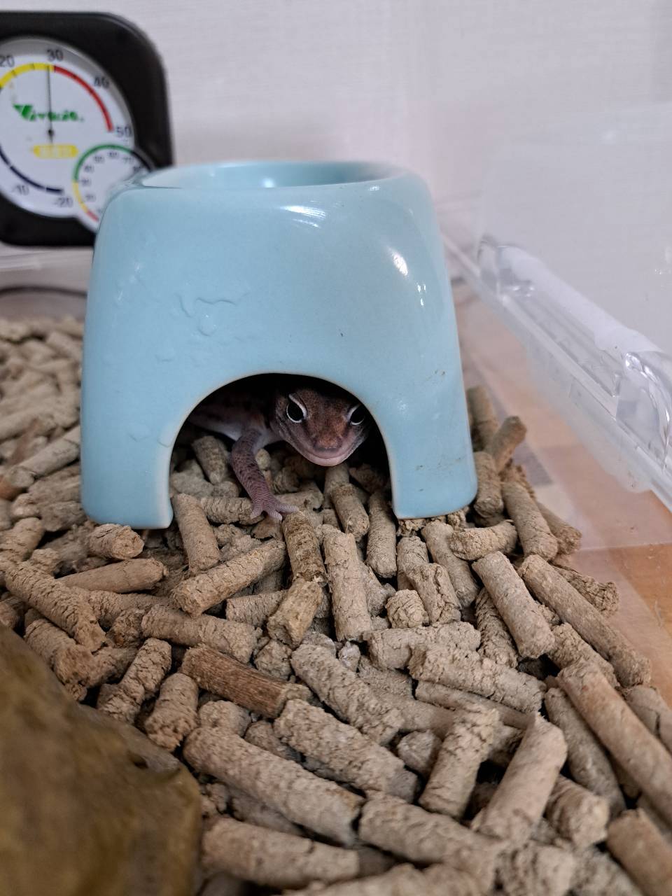 African fat-tailed gecko peeking out from its hide