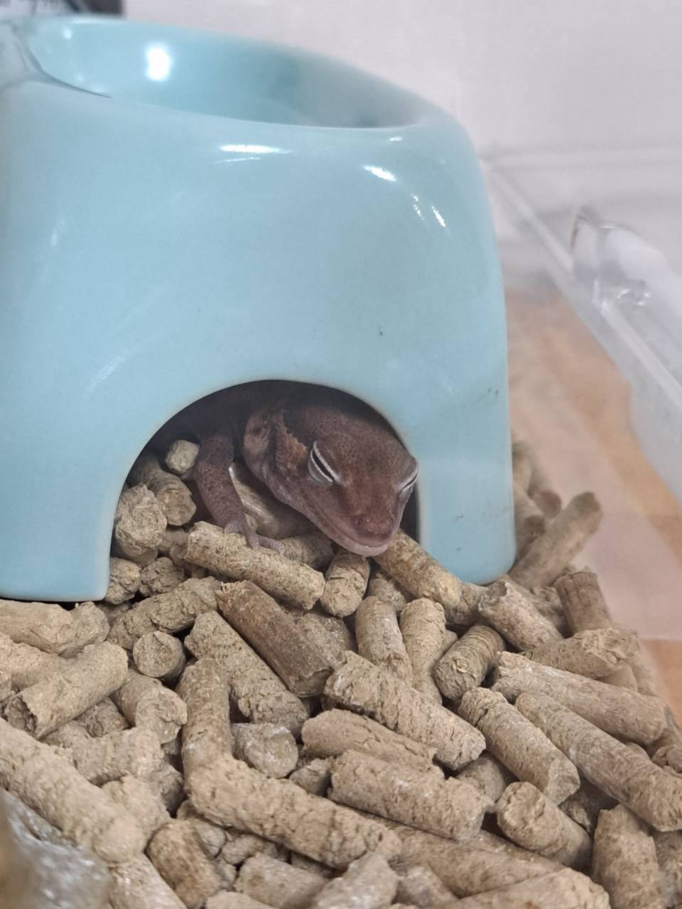 African fat-tailed gecko asleep at the entrance of its ceramic moist hide