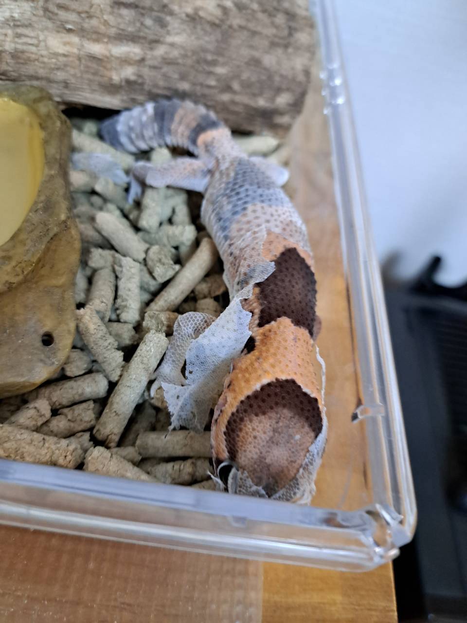 Leftover piece of shed skin showing the gecko's pattern