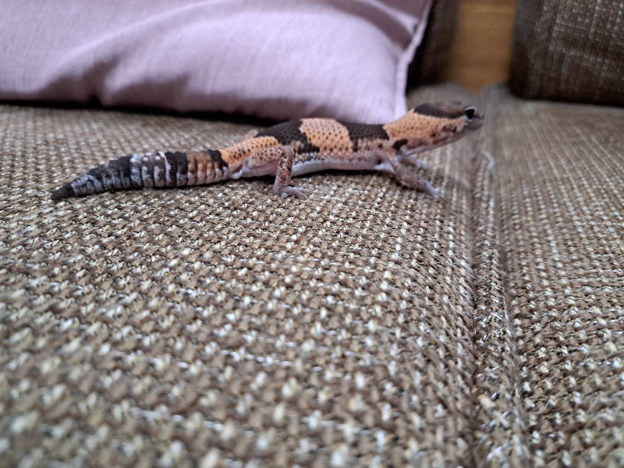African fat-tailed gecko walking across a sofa