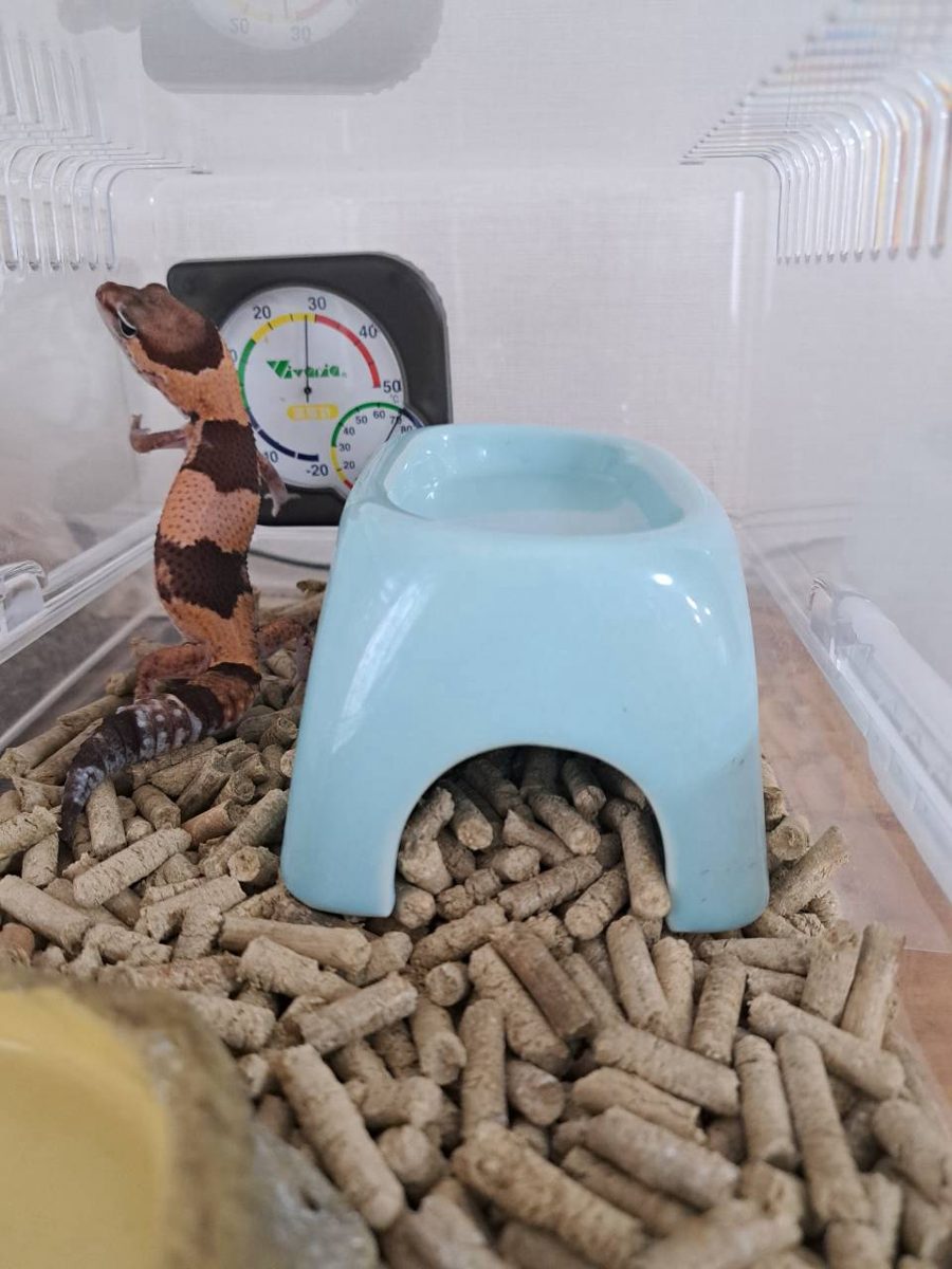 Fat-tailed gecko standing on his back legs in front of the wall thermometer