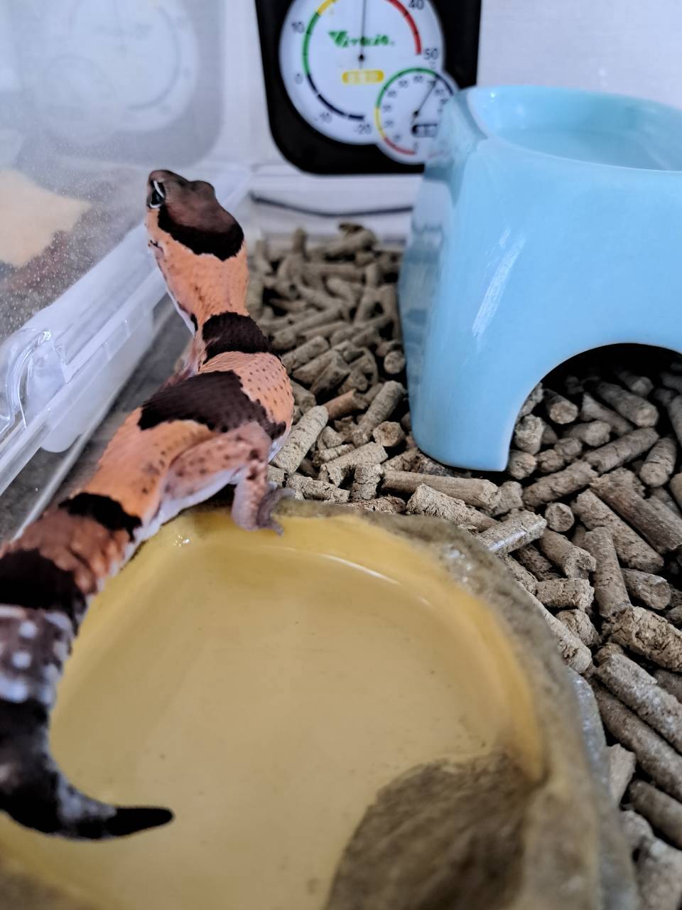 African fat-tailed gecko tail seen from behind, climbing onto a water dish