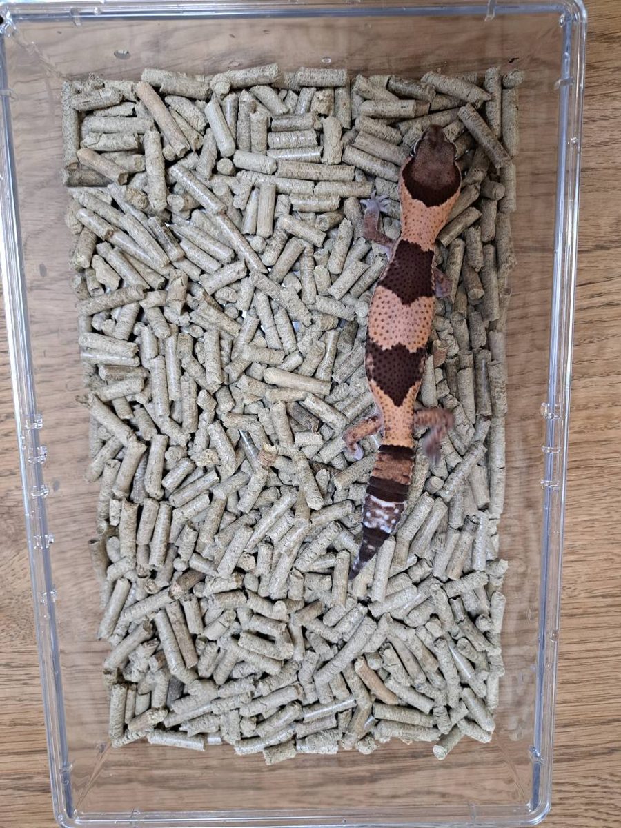 Top-down view of the gecko, thicker through the body with crisp band pattern
