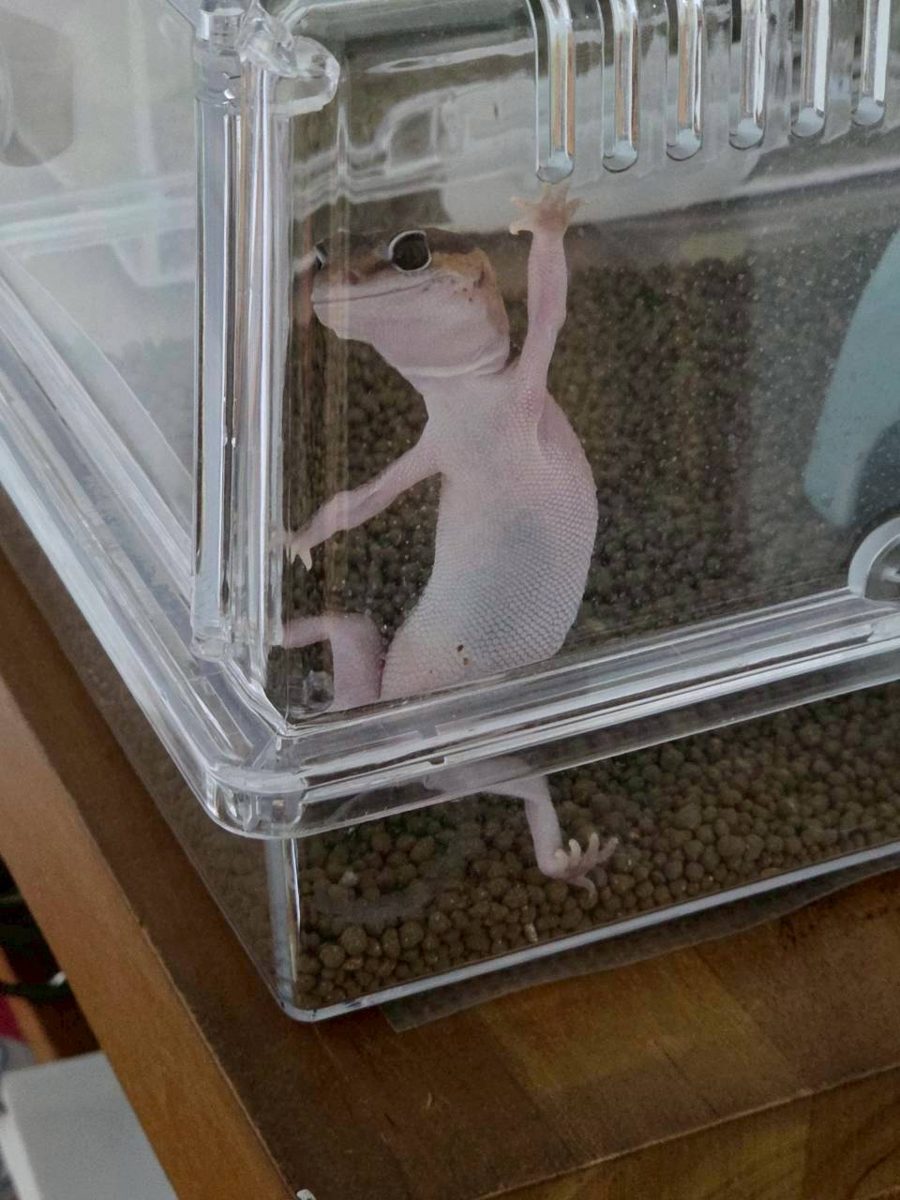 Gecko standing on his back legs with front feet up on the glass in the corner of the enclosure