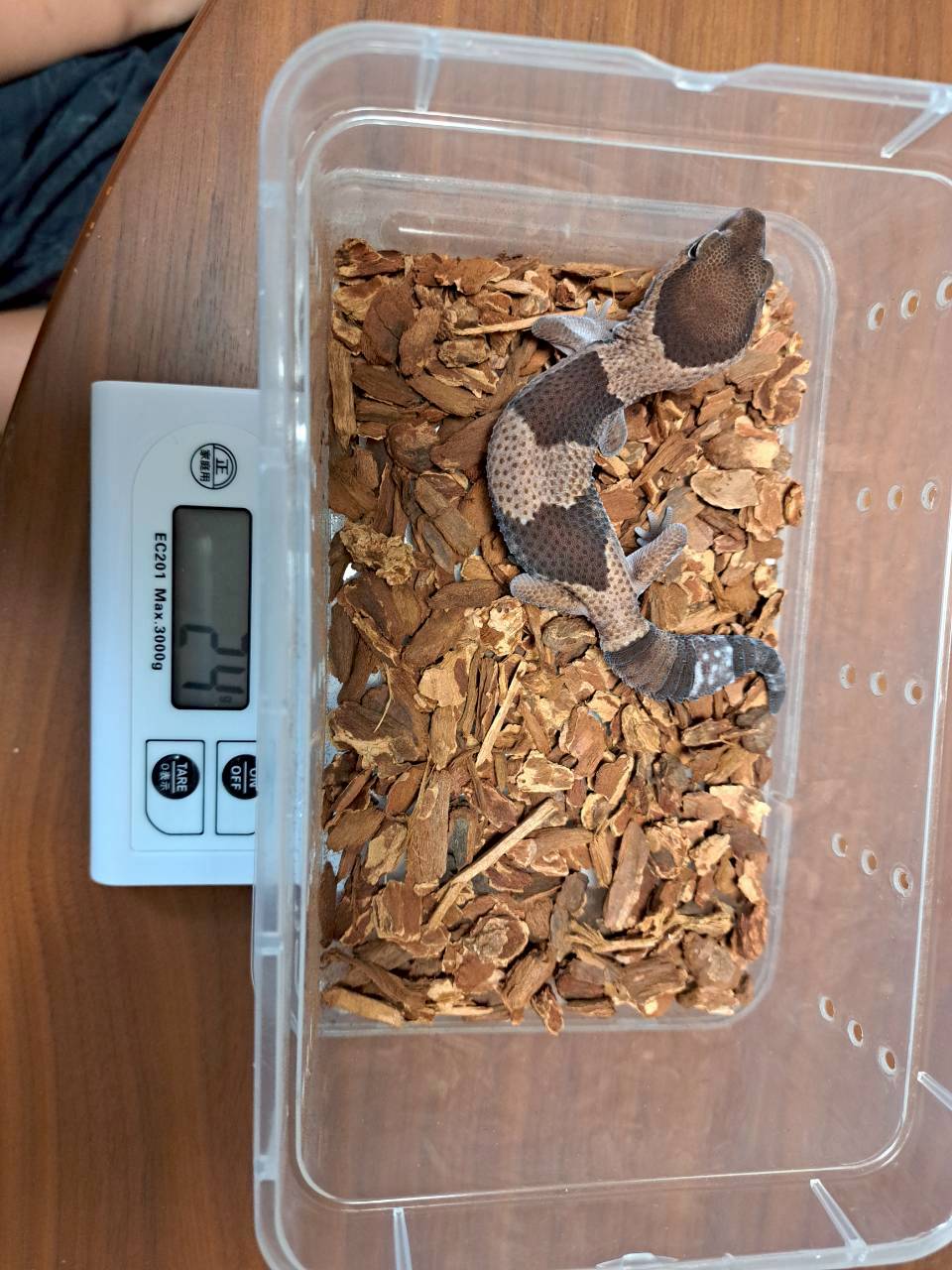 Gecko in a box of bark chips on a kitchen scale reading 24 g