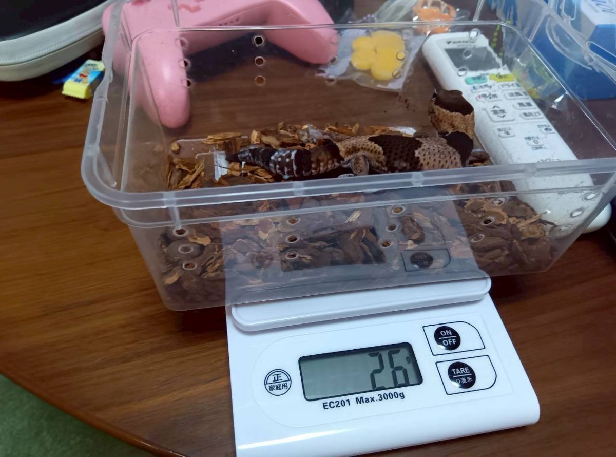 Gecko in a box of bark chips on a kitchen scale reading 26 g