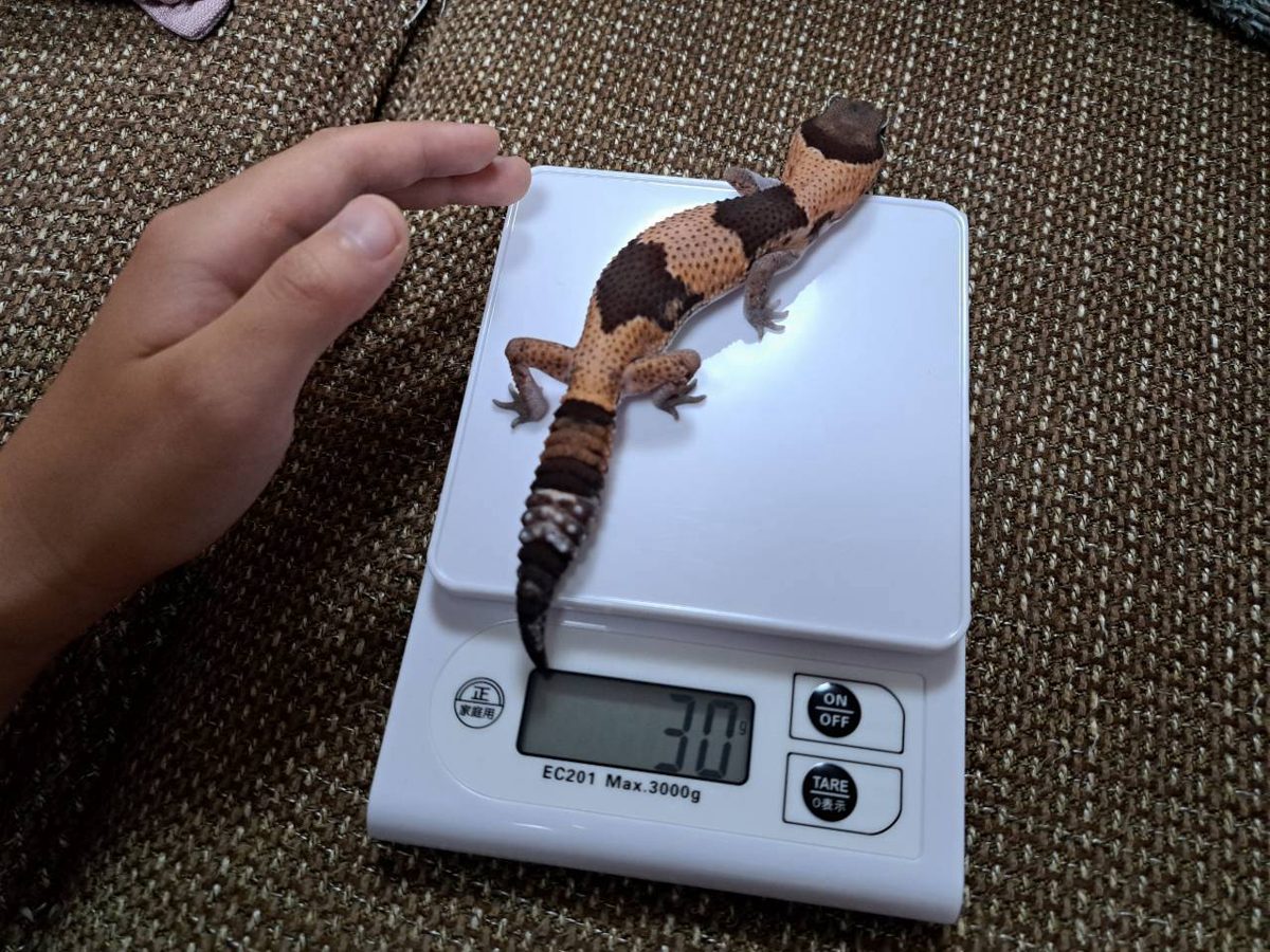 Gecko sitting directly on a kitchen scale reading 30 g, with a child's hand beside him